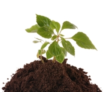 Торф и плодородная земля